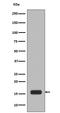 H2A Histone Family Member X antibody, P00241, Boster Biological Technology, Western Blot image 