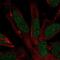 Regulatory Factor X4 antibody, NBP2-48967, Novus Biologicals, Immunofluorescence image 