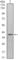 WD Repeat Domain 5 antibody, abx012356, Abbexa, Western Blot image 