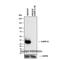 Heterogeneous Nuclear Ribonucleoprotein A1 antibody, NB100-672, Novus Biologicals, Western Blot image 