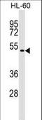 Germ Cell Associated 1 antibody, LS-C159792, Lifespan Biosciences, Western Blot image 