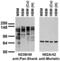 Pan-Shank antibody, 75-089, Antibodies Incorporated, Western Blot image 