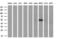 SERPINB2 antibody, M03427, Boster Biological Technology, Western Blot image 