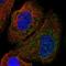 Unc-5 Netrin Receptor A antibody, PA5-67171, Invitrogen Antibodies, Immunofluorescence image 