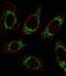 Ornithine Aminotransferase antibody, PA5-35370, Invitrogen Antibodies, Immunofluorescence image 
