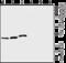 Potassium Voltage-Gated Channel Subfamily E Regulatory Subunit 1 antibody, GTX54811, GeneTex, Western Blot image 