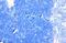 Toll Like Receptor 3 antibody, GTX113022, GeneTex, Immunohistochemistry paraffin image 