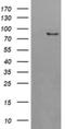 AFG3 Like Matrix AAA Peptidase Subunit 2 antibody, NBP2-45476, Novus Biologicals, Western Blot image 