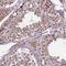 Fem-1 Homolog B antibody, HPA041920, Atlas Antibodies, Immunohistochemistry frozen image 