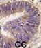 ST13 Hsp70 Interacting Protein antibody, abx032752, Abbexa, Western Blot image 
