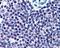 High Mobility Group 20A antibody, STJ70238, St John