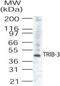 Tribbles Pseudokinase 3 antibody, PA1-41018, Invitrogen Antibodies, Western Blot image 