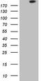 Apolipoprotein B Receptor antibody, TA807169S, Origene, Western Blot image 