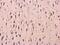 Catechol-O-Methyltransferase antibody, NBP2-15954, Novus Biologicals, Immunohistochemistry frozen image 