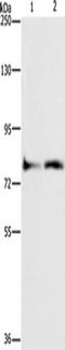 N-Acylsphingosine Amidohydrolase 2 antibody, TA349659, Origene, Western Blot image 