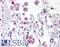Toll Like Receptor 8 antibody, LS-B4699, Lifespan Biosciences, Immunohistochemistry frozen image 