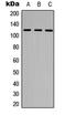 NIMA Related Kinase 9 antibody, LS-C368439, Lifespan Biosciences, Western Blot image 