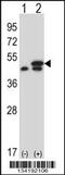 Eukaryotic Translation Elongation Factor 1 Gamma antibody, 57-495, ProSci, Western Blot image 