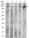 NRG-4 antibody, orb137055, Biorbyt, Western Blot image 
