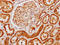 Angiomotin antibody, LS-C375207, Lifespan Biosciences, Immunohistochemistry paraffin image 