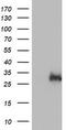 Exosome Component 7 antibody, CF504229, Origene, Western Blot image 