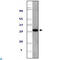ASPSCR1 Tether For SLC2A4, UBX Domain Containing antibody, LS-C814080, Lifespan Biosciences, Western Blot image 