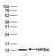 Histone Cluster 4 H4 antibody, NBP2-59260, Novus Biologicals, Western Blot image 