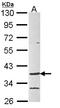 G Protein-Coupled Receptor 4 antibody, LS-C186411, Lifespan Biosciences, Western Blot image 