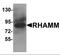 Hyaluronan mediated motility receptor antibody, orb95597, Biorbyt, Western Blot image 