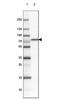Regulatory Factor X5 antibody, NBP1-86041, Novus Biologicals, Western Blot image 