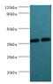 Aldo-Keto Reductase Family 1 Member C3 antibody, LS-C375177, Lifespan Biosciences, Western Blot image 