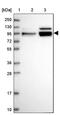 Heterogeneous Nuclear Ribonucleoprotein U Like 1 antibody, PA5-61207, Invitrogen Antibodies, Western Blot image 