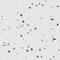 Sin3A Associated Protein 18 antibody, NBP1-89385, Novus Biologicals, Immunohistochemistry frozen image 