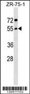 Archain 1 antibody, 59-352, ProSci, Western Blot image 