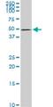 Nemo Like Kinase antibody, H00051701-M02, Novus Biologicals, Western Blot image 