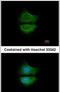 Growth Arrest Specific 6 antibody, PA5-28227, Invitrogen Antibodies, Immunofluorescence image 