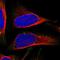 Inhibin Subunit Alpha antibody, NBP1-87563, Novus Biologicals, Immunofluorescence image 