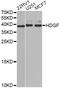 Heparin Binding Growth Factor antibody, LS-C748691, Lifespan Biosciences, Western Blot image 