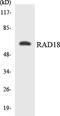 RAD18 E3 Ubiquitin Protein Ligase antibody, LS-C200558, Lifespan Biosciences, Western Blot image 