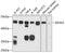 Eukaryotic Translation Initiation Factor 4A3 antibody, 19-347, ProSci, Western Blot image 