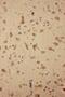 Glutamate Ionotropic Receptor AMPA Type Subunit 2 antibody, PA5-79325, Invitrogen Antibodies, Immunohistochemistry frozen image 