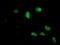 Neuroplastin antibody, TA504435, Origene, Immunofluorescence image 