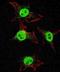 Integrin Subunit Alpha 6 antibody, orb89011, Biorbyt, Immunocytochemistry image 