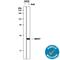 Heat Shock Protein Family B (Small) Member 1 antibody, AF15801, R&D Systems, Western Blot image 