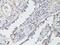Neurotrophic Receptor Tyrosine Kinase 2 antibody, LS-C747227, Lifespan Biosciences, Immunohistochemistry frozen image 
