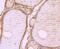 WSC Domain Containing 2 antibody, NBP2-75715, Novus Biologicals, Immunohistochemistry paraffin image 