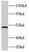 Pyruvate Dehydrogenase Kinase 1 antibody, FNab06276, FineTest, Western Blot image 