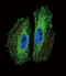 BMI1 Proto-Oncogene, Polycomb Ring Finger antibody, LS-C156831, Lifespan Biosciences, Immunofluorescence image 