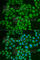 Prepronociceptin antibody, A6395, ABclonal Technology, Immunofluorescence image 