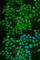 OFQ antibody, A6395, ABclonal Technology, Immunofluorescence image 